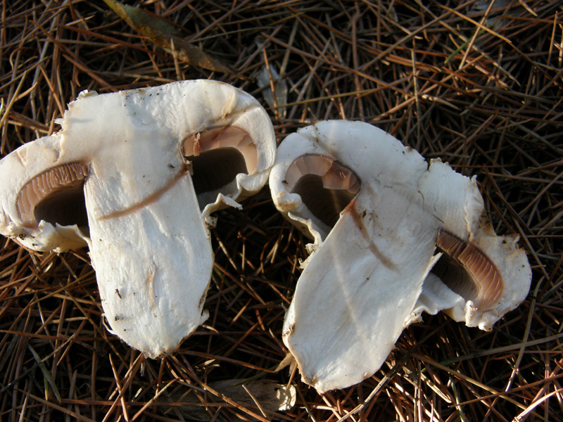 Agaricus bitorquis