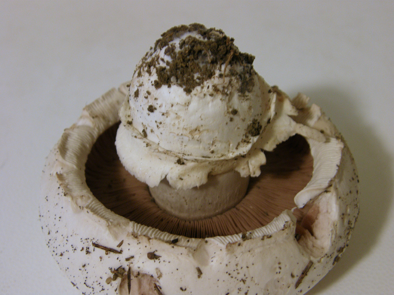 Agaricus bitorquis