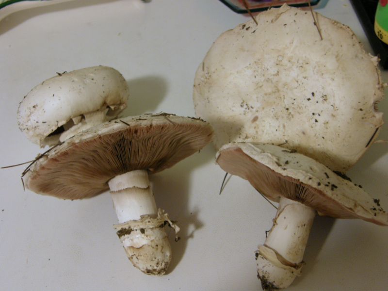 Agaricus bitorquis