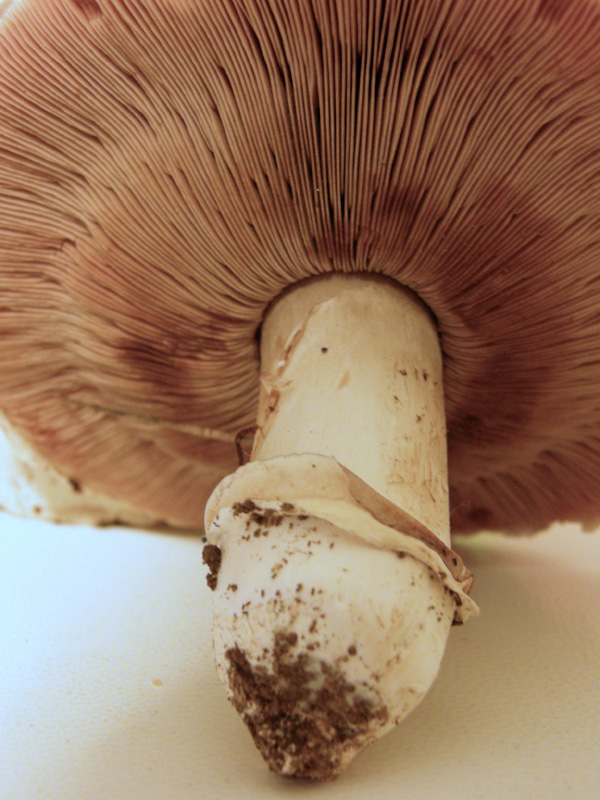 Agaricus bitorquis