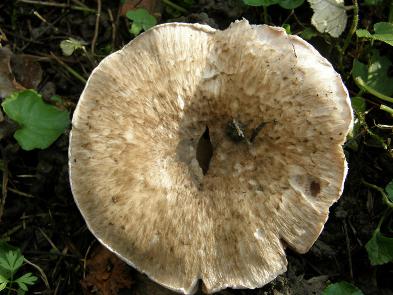 Agaricus bresadolanus