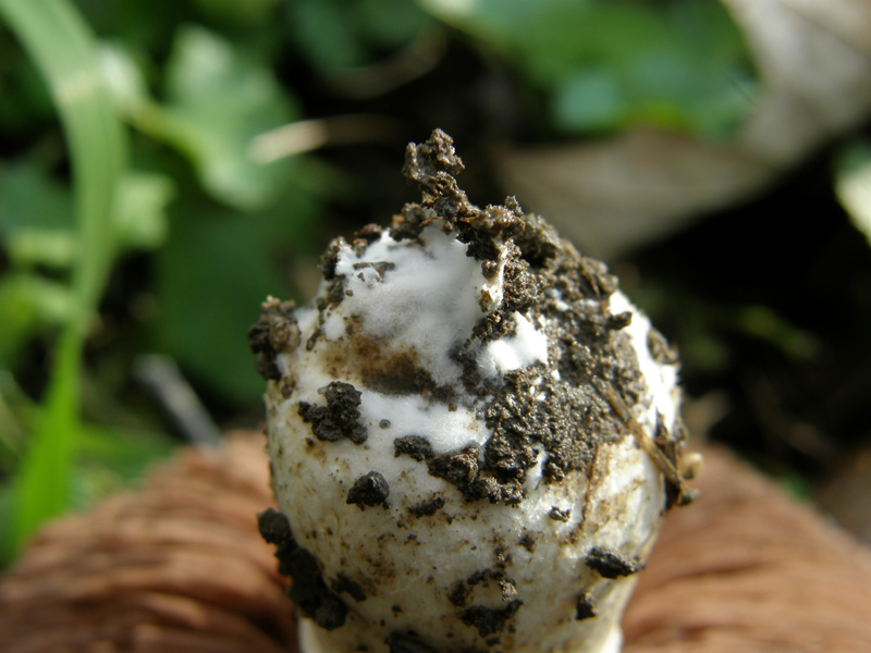 Agaricus bresadolanus