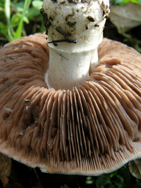 Agaricus bresadolanus