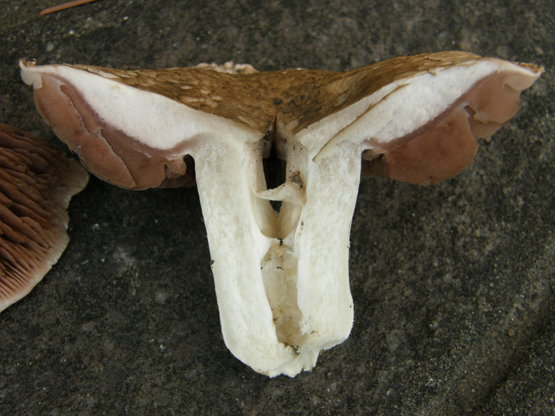 Agaricus bresadolanus