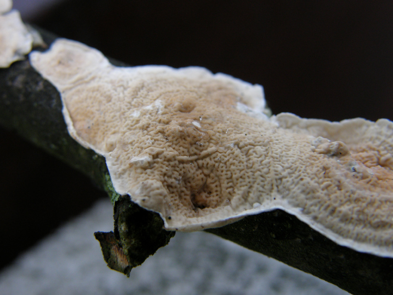 identificazione11 (Byssomerulius corium)