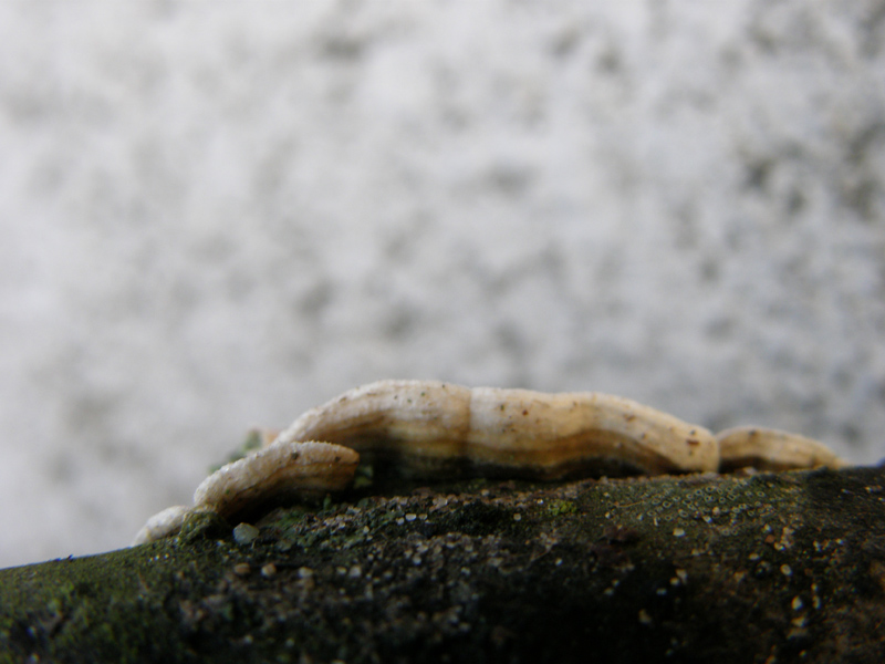 identificazione11 (Byssomerulius corium)