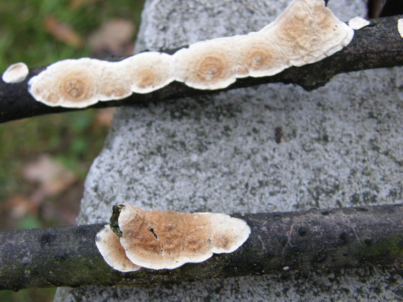 identificazione11 (Byssomerulius corium)