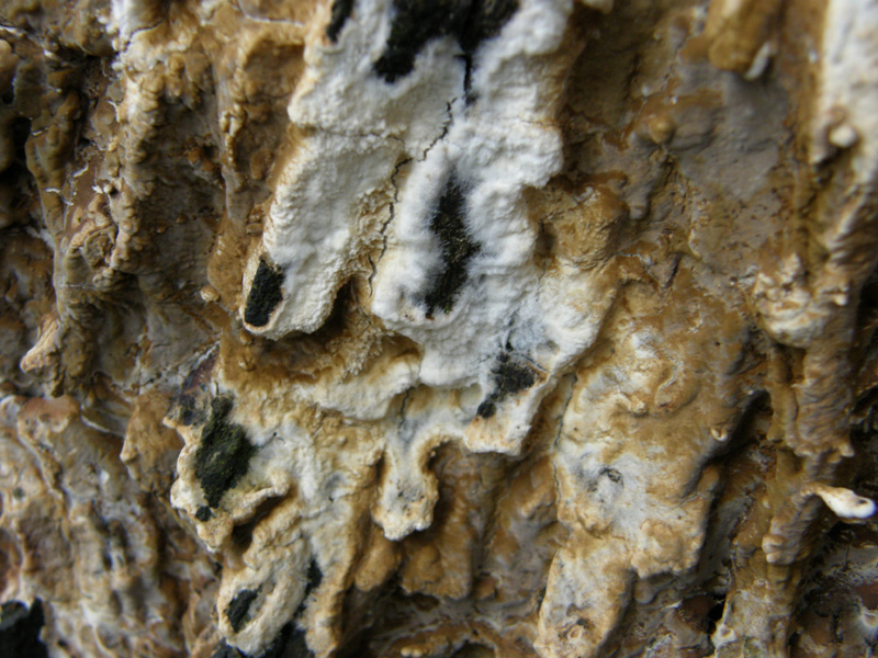 ritrovamento 2 (Coniophora puteana)