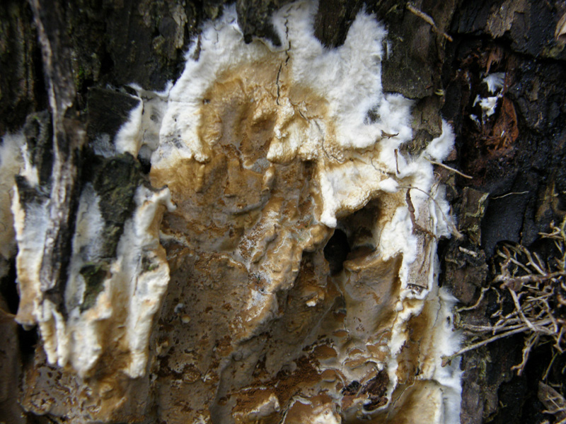 ritrovamento 2 (Coniophora puteana)