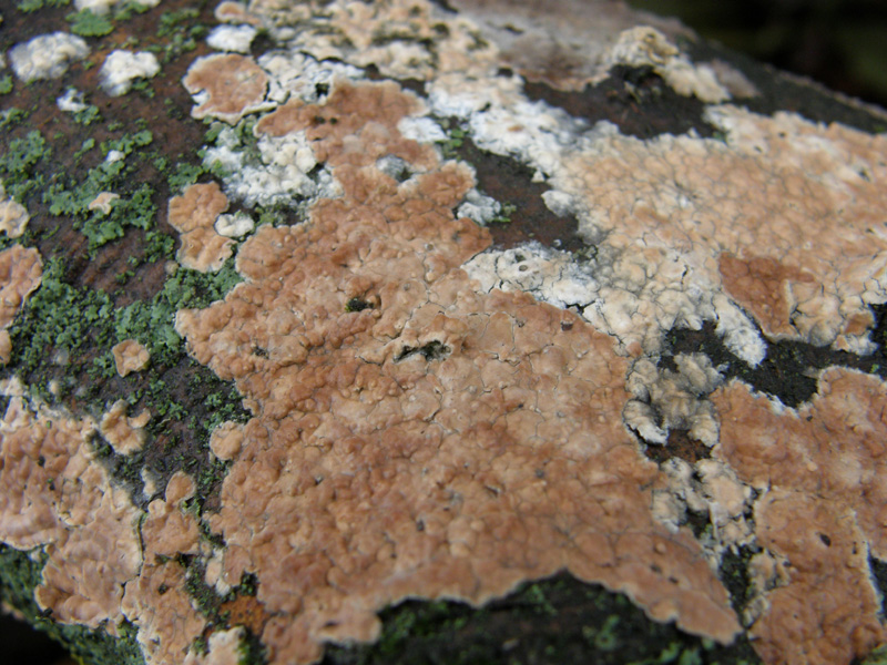 ritrovamento 3 (Cylindrobasidium evolvens)