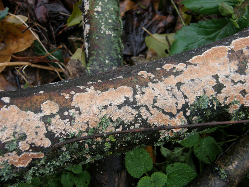 ritrovamento 3 (Cylindrobasidium evolvens)