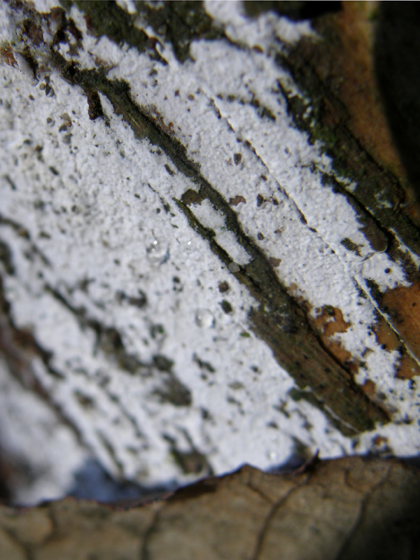 ritrovamento 5 (Hyphodontia sambuci)