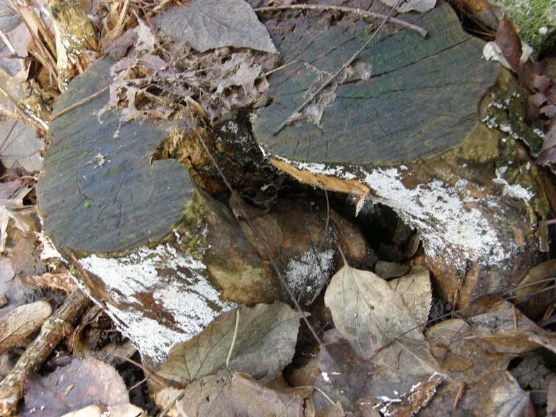 ritrovamento 5 (Hyphodontia sambuci)