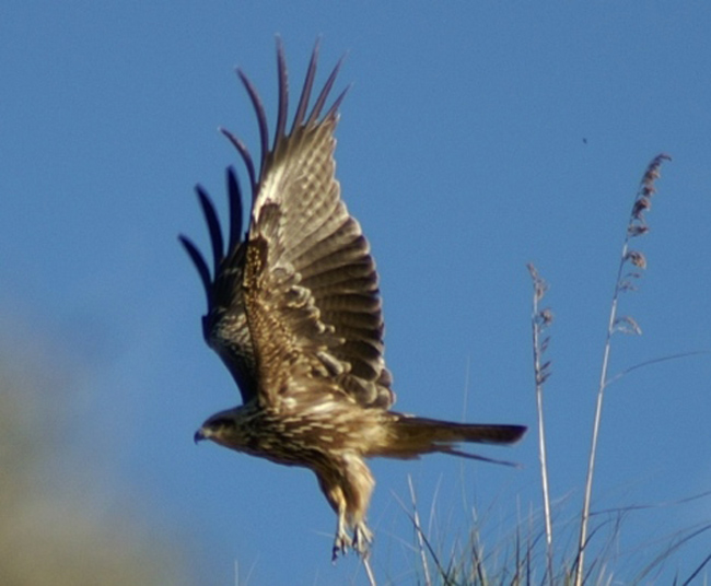 Nibbio bruno - Milvus migrans