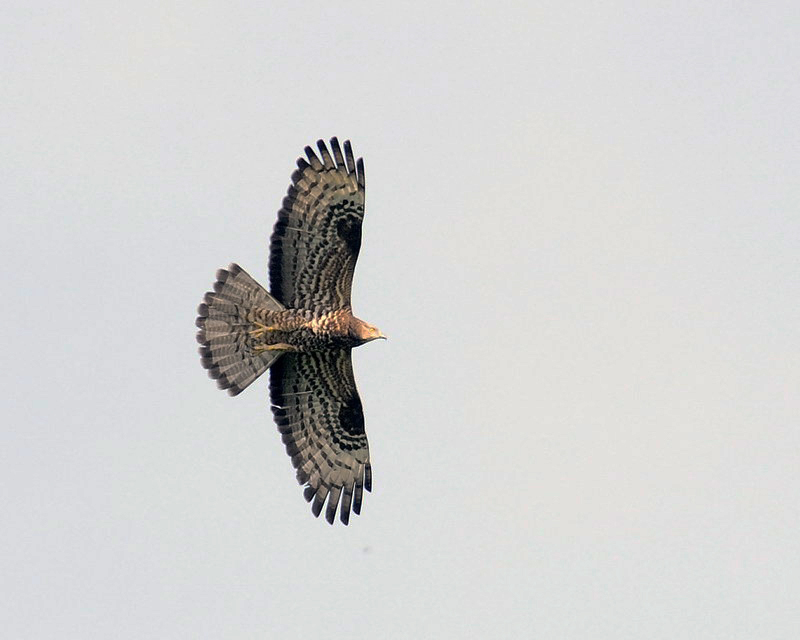 Falco pecchiaiolo - Pernis apivorus