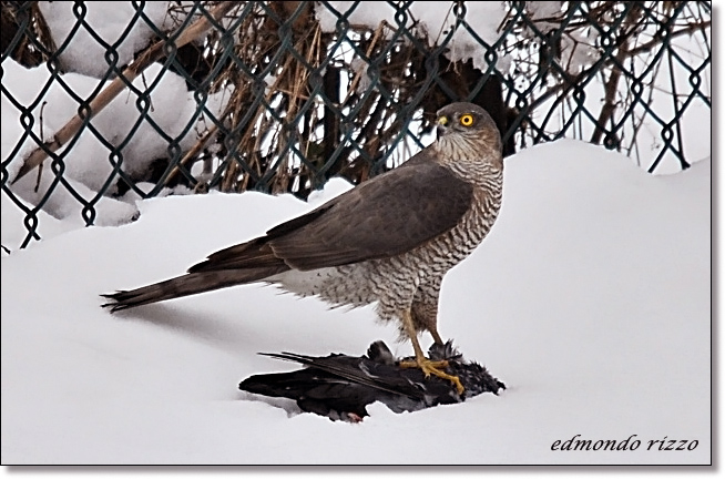 Sparviere - Accipiter nisus