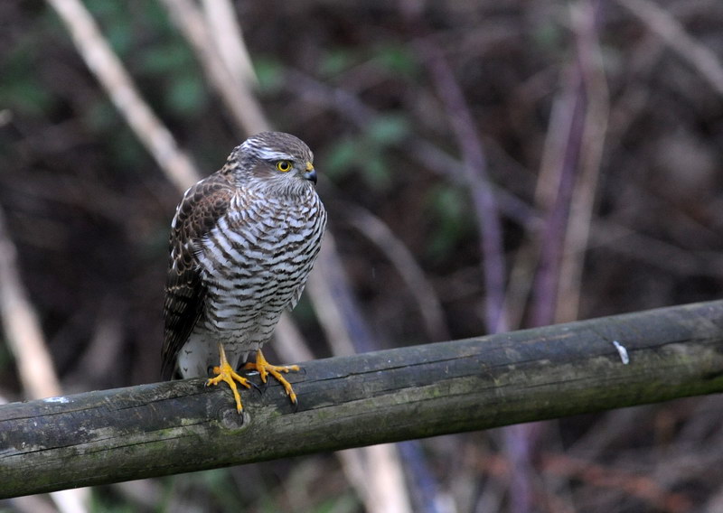 Sparviere - Accipiter nisus