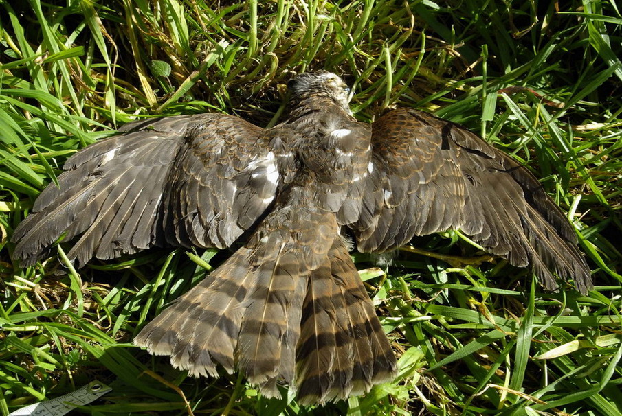 Sparviere - Accipiter nisus