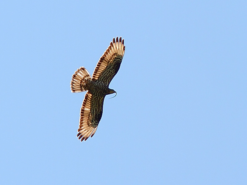 Falco pecchiaiolo - Pernis apivorus