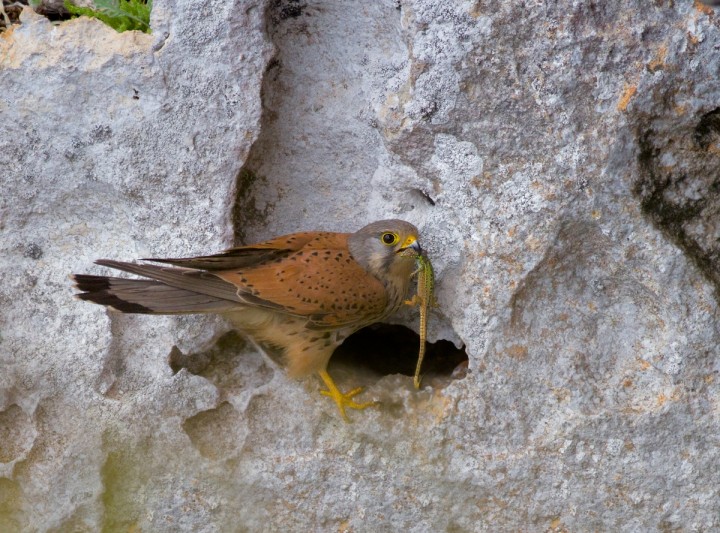 Scheda Gheppio - Falco tinnunculus