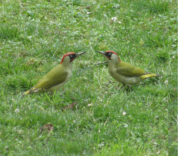Avifauna humor