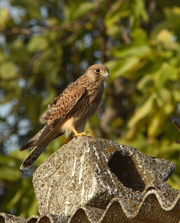 Scheda Gheppio - Falco tinnunculus