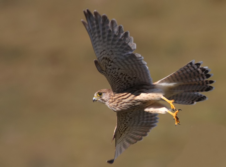 Scheda Gheppio - Falco tinnunculus