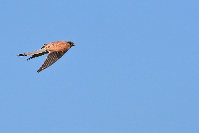 Scheda Gheppio - Falco tinnunculus