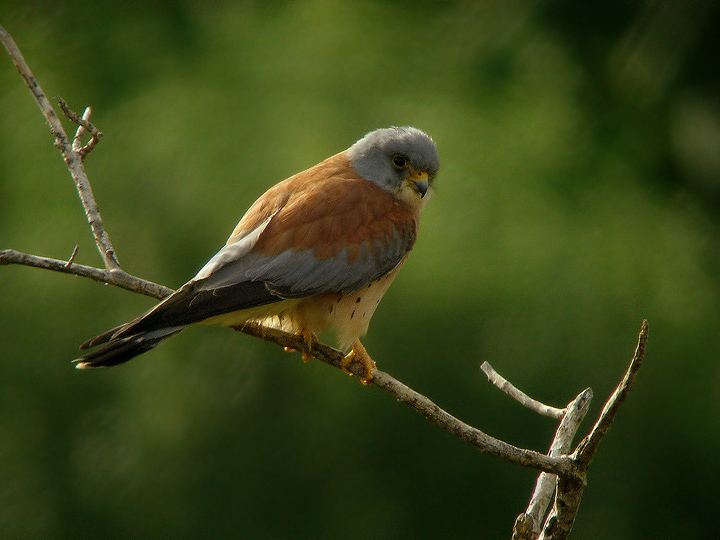 scheda Grillaio - Falco naumanni