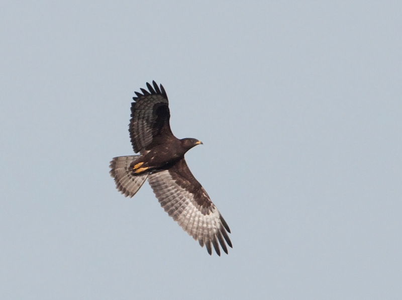 Falco pecchiaiolo - Pernis apivorus