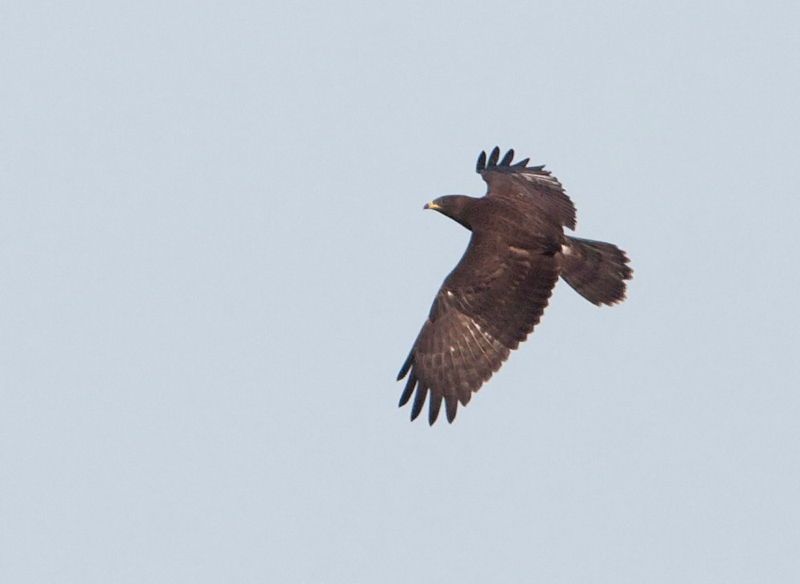 Falco pecchiaiolo - Pernis apivorus