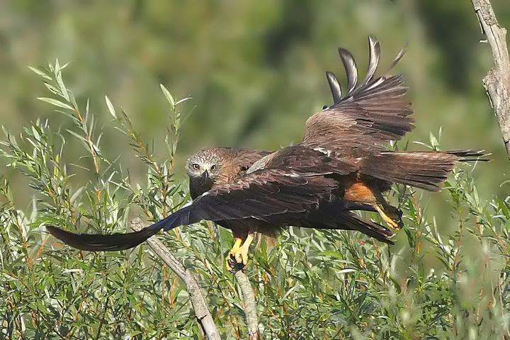 Nibbio bruno - Milvus migrans