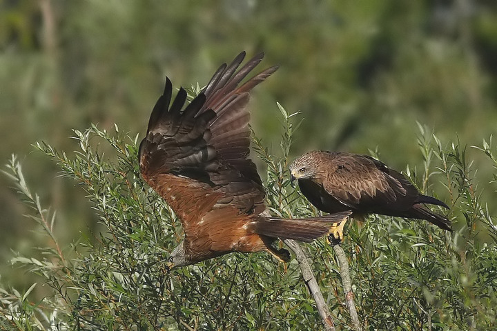 Nibbio bruno - Milvus migrans