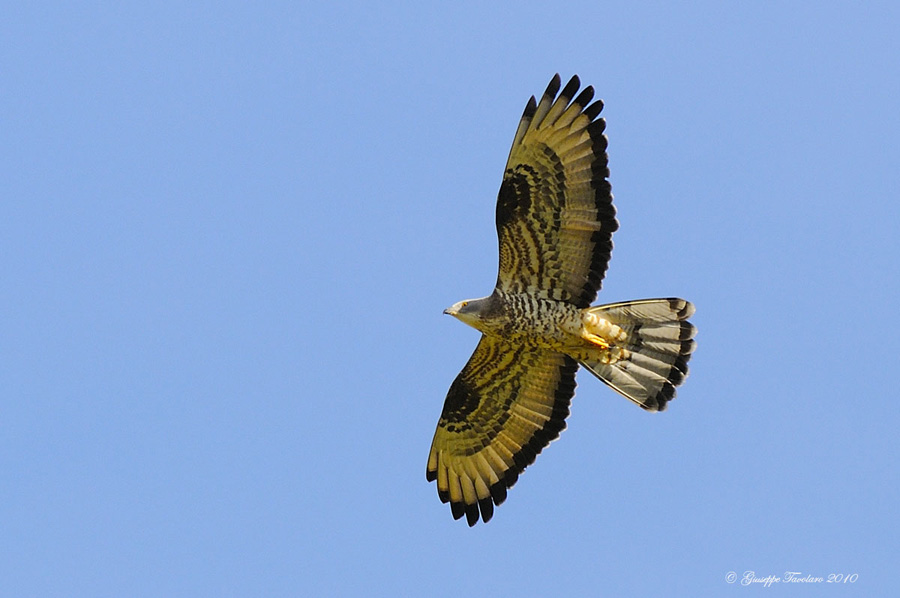 Falco pecchiaiolo - Pernis apivorus