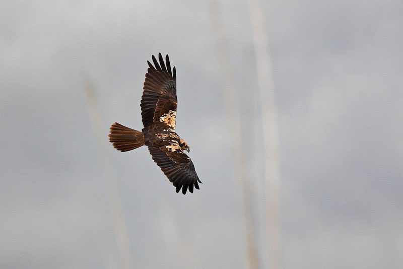 Falco di palude - Circus aeruginosus