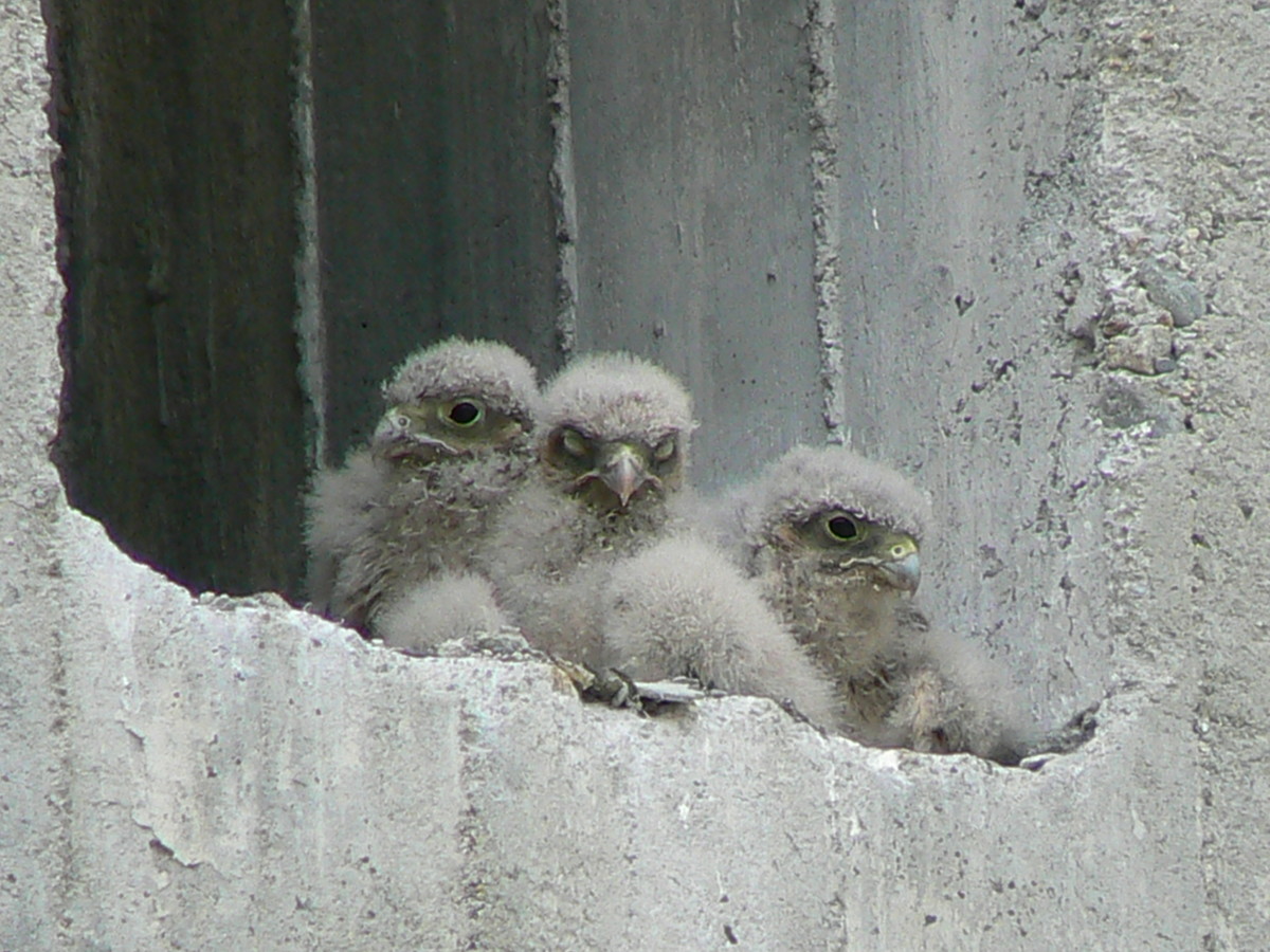 Scheda Gheppio - Falco tinnunculus