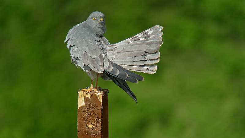 Albanella minore - Circus pygargus in Digiscoping
