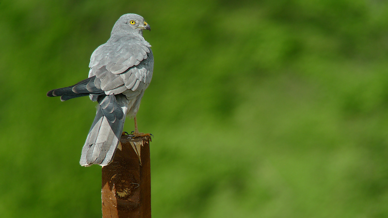 Albanella minore - Circus pygargus in Digiscoping