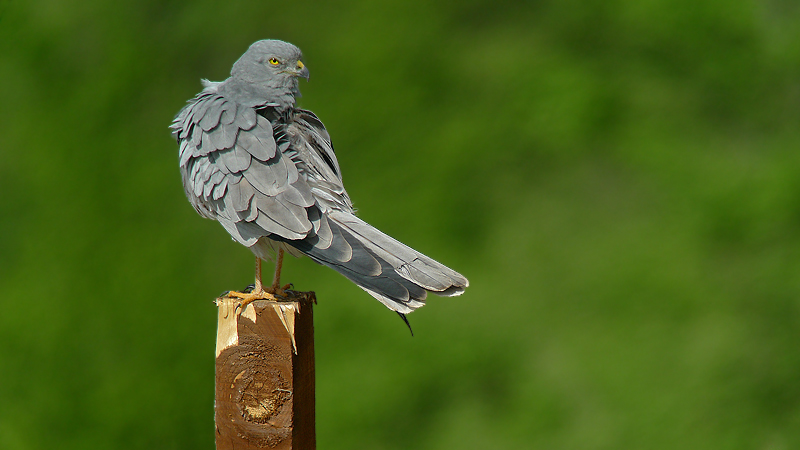 Albanella minore - Circus pygargus in Digiscoping
