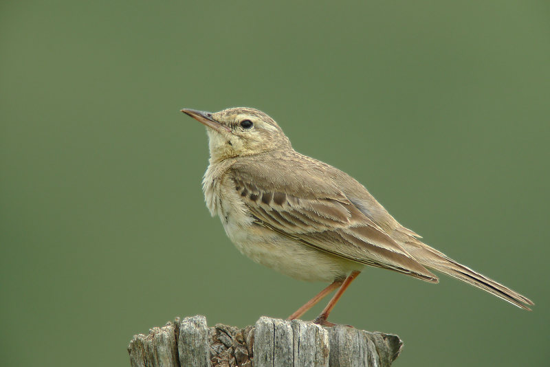 Calandro - Anthus campestris in Digiscoping