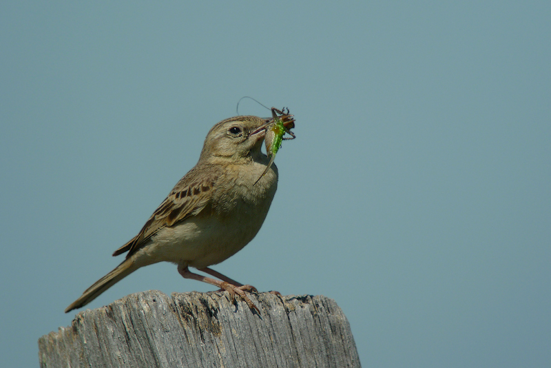 Calandro - Anthus campestris in Digiscoping