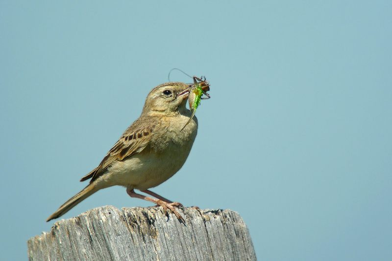 Calandro - Anthus campestris in Digiscoping