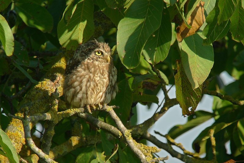Civetta in Digiscoping