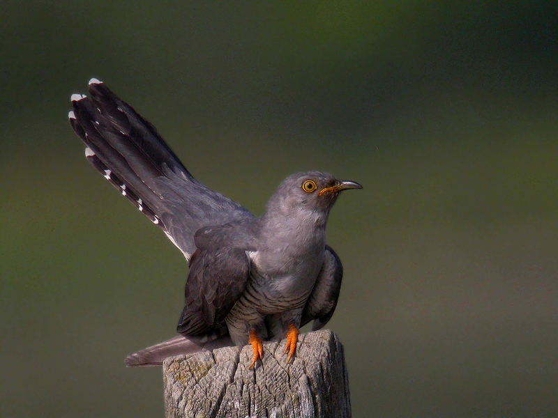 Cuculo - Cuculus canorus in Digiscoping
