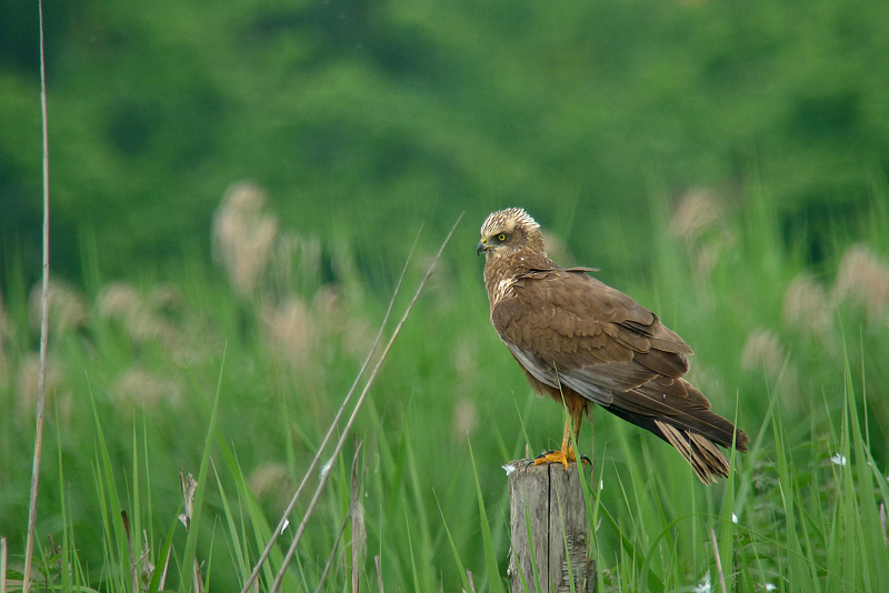 Falco di Palude in Digiscoping