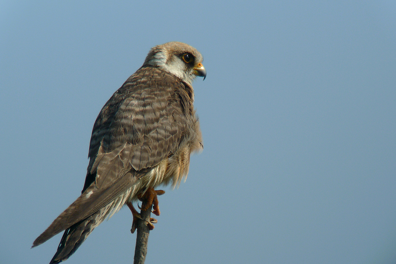 Falco Cuculo - Falco vespertinus in Digiscoping