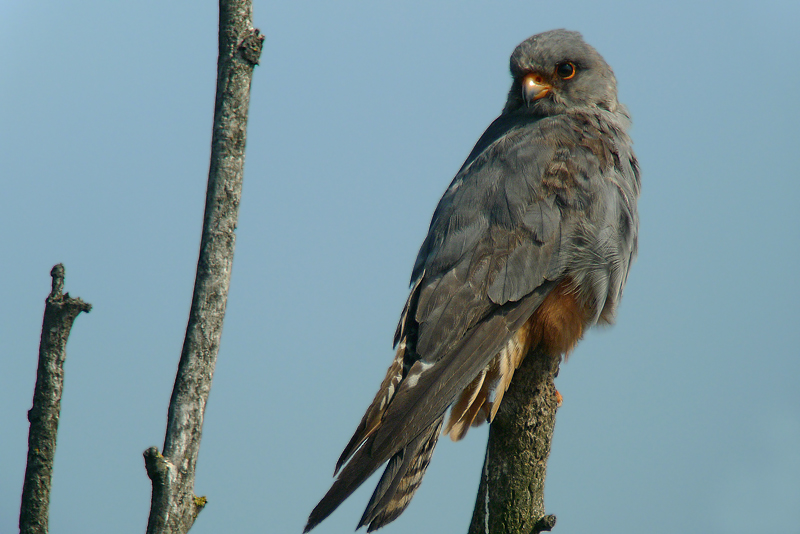 Falco Cuculo - Falco vespertinus in Digiscoping