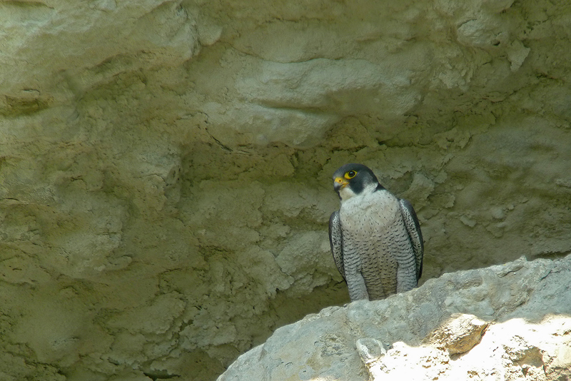 Falco Pellegrino in Digiscoping