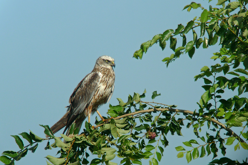 Falco di palude - Circus aeruginosusin Digiscoping