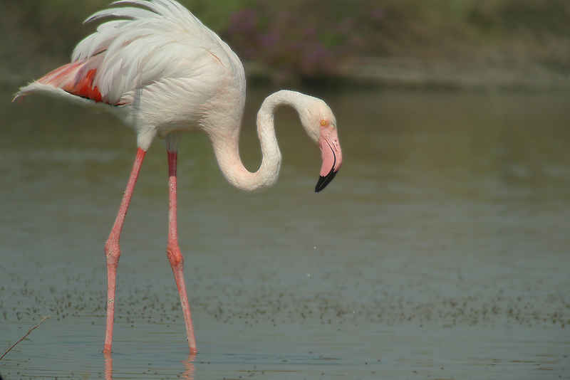 Fenicottero - Phoenicopterus roseus in Digiscoping